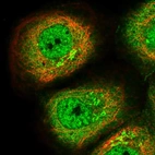 Immunofluorescent staining of human cell line A-431 shows localization to nucleoplasm, cytosol & the Golgi apparatus.