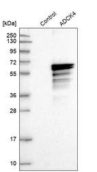 Western blot analysis in control (vector only transfected HEK293T lysate) and ADCK4 over-expression lysate (Co-expressed with a C-terminal myc-DDK tag (~3.1 kDa) in mammalian HEK293T cells, LY403036).