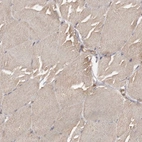 Immunohistochemical staining of human skeletal muscle shows low expression as expected.