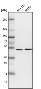 Western blot analysis in mouse cell line NIH-3T3 and rat cell line NBT-II.
