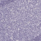 Immunohistochemical staining of human lymph node shows no positivity in germinal center cells as expected.