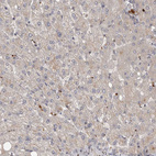 Immunohistochemical staining of human liver shows very weak positivity in hepatocytes as expected.