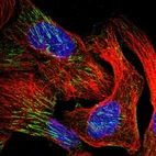 Immunofluorescent staining of human cell line U-2 OS shows localization to actin filaments.