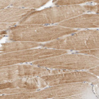 Anti-POLR3GL Antibody