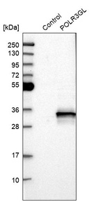 Western blot analysis in control (vector only transfected HEK293T lysate) and POLR3GL over-expression lysate (Co-expressed with a C-terminal myc-DDK tag (~3.1 kDa) in mammalian HEK293T cells, LY410247).
