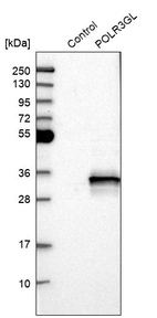 Western blot analysis in control (vector only transfected HEK293T lysate) and POLR3GL over-expression lysate (Co-expressed with a C-terminal myc-DDK tag (~3.1 kDa) in mammalian HEK293T cells, LY410247).