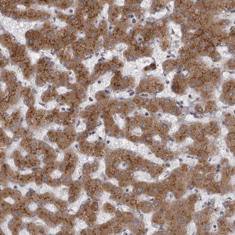 Anti-WDR47 Antibody