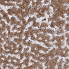 Anti-WDR47 Antibody