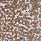 Anti-WDR47 Antibody