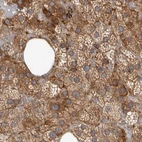 Immunohistochemical staining of human adrenal gland using Anti-NUP43 antibody HPA027291.
