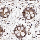 Immunohistochemical staining of human colon using Anti-NUP43 antibody HPA027291.