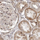 Immunohistochemical staining of human kidney using Anti-NUP43 antibody HPA027291.