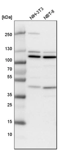 Western blot analysis in mouse cell line NIH-3T3 and rat cell line NBT-II.
