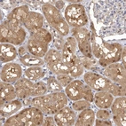 Anti-MDH1 Antibody