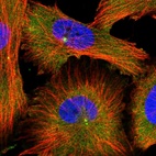 Immunofluorescent staining of human cell line U-251 MG shows localization to cytosol & centrosome.