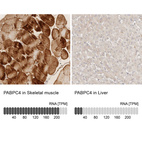 Anti-PABPC4 Antibody