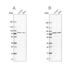 Western blot analysis using Anti-PABPC4 antibody HPA027301 (A) shows similar pattern to independent antibody HPA056496 (B).