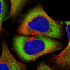 Immunofluorescent staining of human cell line U-2 OS shows localization to cytosol.