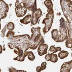 Immunohistochemical staining of human placenta shows strong cytoplasmic positivity in trophoblastic cells.