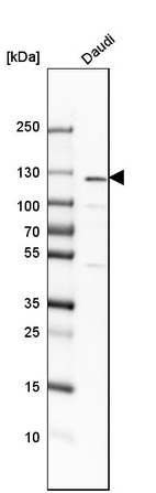 Western blot analysis in human cell line Daudi.