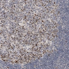 Immunohistochemical staining of human lymph node shows moderate nuclear positivity in germinal center cells.