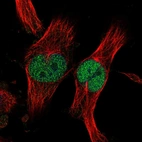 Immunofluorescent staining of human cell line U-251 MG shows localization to nucleoplasm.