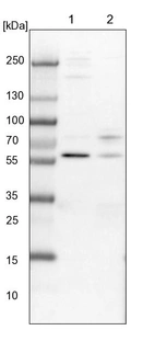 Lane 1: NIH-3T3 cell lysate (Mouse embryonic fibroblast cells)_br/_Lane 2: NBT-II cell lysate (Rat Wistar bladder tumour cells)