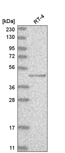 Anti-TP73 Antibody