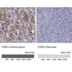 Anti-STAR Antibody