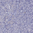 Immunohistochemical staining of human pancreas shows low expression as expected.