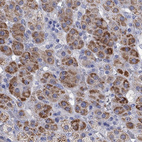 Immunohistochemical staining of human adrenal gland shows high expression.