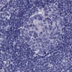 Anti-STAR Antibody