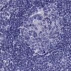 Immunohistochemical staining of human lymph node using Anti-STAR antibody HPA027318.