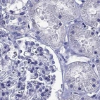 Immunohistochemical staining of human kidney using Anti-STAR antibody HPA027318.