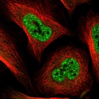 Immunofluorescent staining of human cell line U-2 OS shows localization to nuclear speckles.