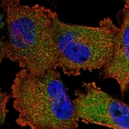 Immunofluorescent staining of human cell line U-251 MG shows localization to cytosol.