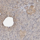 Immunohistochemical staining of human pancreas shows weak cytoplasmic positivity in endocrine glandular cells.