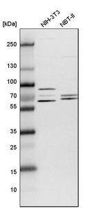 Western blot analysis in mouse cell line NIH-3T3 and rat cell line NBT-II.