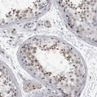 Immunohistochemical staining of human testis shows weak to moderate nuclear positivity in cells in seminiferous ducts.