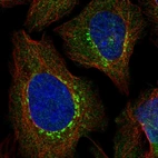 Immunofluorescent staining of human cell line U-2 OS shows localization to the Golgi apparatus & vesicles.