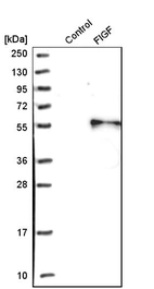 Western blot analysis in control (vector only transfected HEK293T lysate) and fIGF over-expression lysate (Co-expressed with a C-terminal myc-DDK tag (~3.1 kDa) in mammalian HEK293T cells, LY417969).