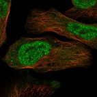 Immunofluorescent staining of human cell line U-2 OS shows localization to nucleoplasm & cytosol.