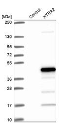 Western blot analysis in control (vector only transfected HEK293T lysate) and HTRA2 over-expression lysate (Co-expressed with a C-terminal myc-DDK tag (~3.1 kDa) in mammalian HEK293T cells, LY408049).