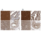 Immunohistochemical staining of human cerebral cortex, fallopian tube, pancreas and testis using Anti-OXR1 antibody HPA027375 (A) shows similar protein distribution across tissues to independent antibody HPA027380 (B).