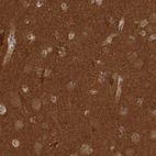 Immunohistochemical staining of human cerebral cortex shows strong positivity in neuropil.