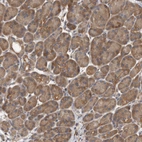 Immunohistochemical staining of human pancreas shows moderate cytoplasmic positivity in exocrine glandular cells.