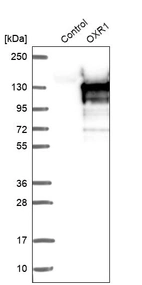 Western blot analysis in control (vector only transfected HEK293T lysate) and OXR1 over-expression lysate (Co-expressed with a C-terminal myc-DDK tag (~3.1 kDa) in mammalian HEK293T cells, LY405747).