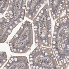 Immunohistochemical staining of human small intestine shows moderate cytoplasmic positivity in glandular cells.