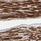 Anti-OSBPL9 Antibody