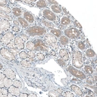 Immunohistochemical staining of human duodenum shows weak cytoplasmic positivity in glandular cells.